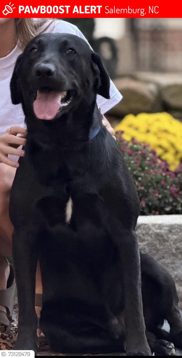 Lost Male Dog last seen Papa Lane and Butler Road, Salemburg, NC 28385