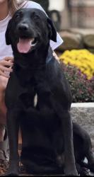 Lost Male Dog last seen Papa Lane and Butler Road, Salemburg, NC 28385