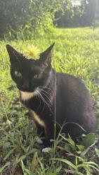 Reunited Female Cat last seen W Beresford Ave and S Ridgewood Ave, DeLand, FL 32720