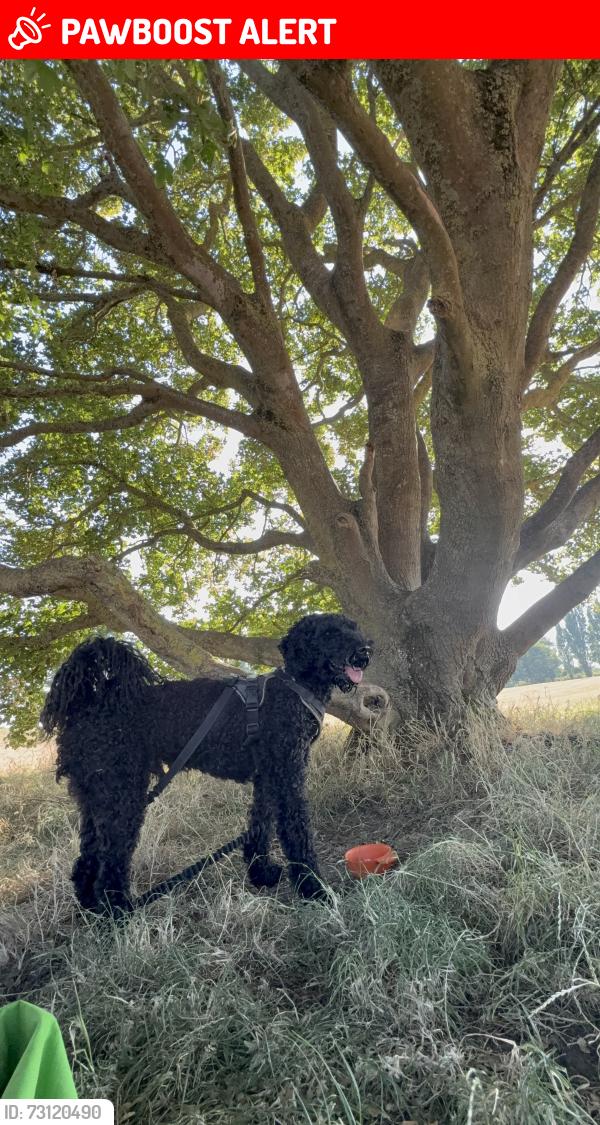 Lost Male Dog last seen Near fawcett road, Portsmouth, England PO4 0LF