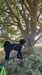 Lost Male Dog last seen Near fawcett road, Portsmouth, England PO4 0LF