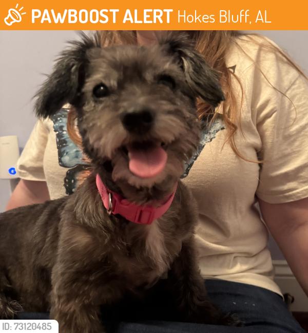 Found/Stray Female Dog last seen Appalachian rd, Hokes Bluff, AL 35903