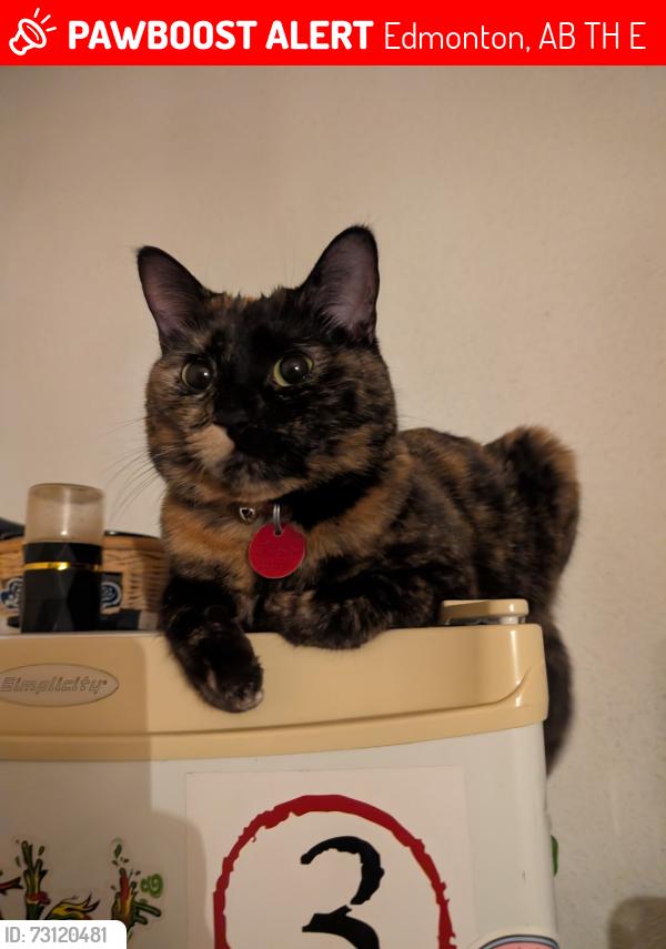 Lost Female Cat last seen Near 90th Street Northwest, Edmonton, AB T5H 4E7