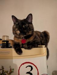 Lost Female Cat last seen Near 90th Street Northwest, Edmonton, AB T5H 4E7