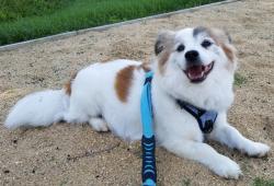 Reunited Male Dog last seen Sunrise valley 12260, Reston, VA 20191
