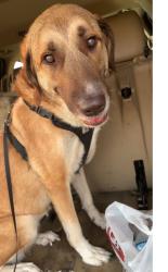 Reunited Female Dog last seen East 14th and Northeast Broadway by the Casey's. Also Possibly seen by the QT truck stop on E 14th by the interstate., Polk County, IA 50313