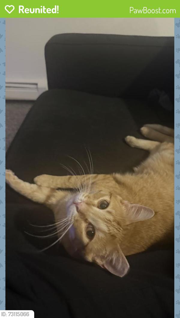 Reunited Male Cat last seen W 38th ave and wadsworth, Wheat Ridge, CO 80033