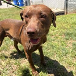 Shelter Stray Male Dog last seen , 328 Furman Hall Rd, Greenville, SC 29609, USA
