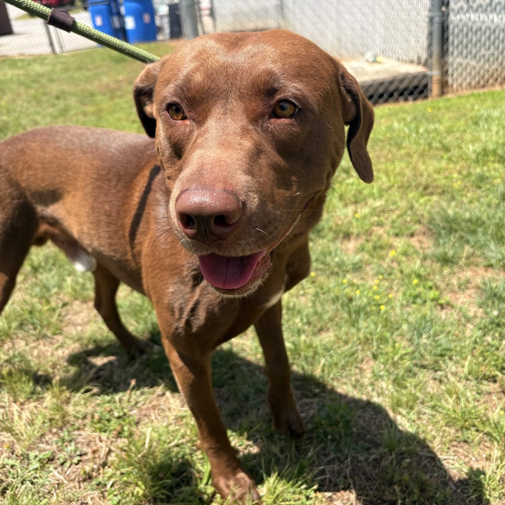 Shelter Stray Male Dog last seen , 328 Furman Hall Rd, Greenville, SC 29609, USA