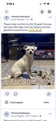 Reunited Male Dog last seen Salano, Las Cruces, NM 88001