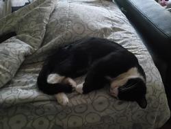 Lost Male Cat last seen Paloris dr, Pittsburg, CA 94565