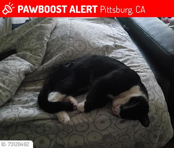 Lost Male Cat last seen Paloris dr, Pittsburg, CA 94565