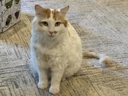 Reunited Male Cat last seen Near S 2000 E, Salt Lake City, UT 84108