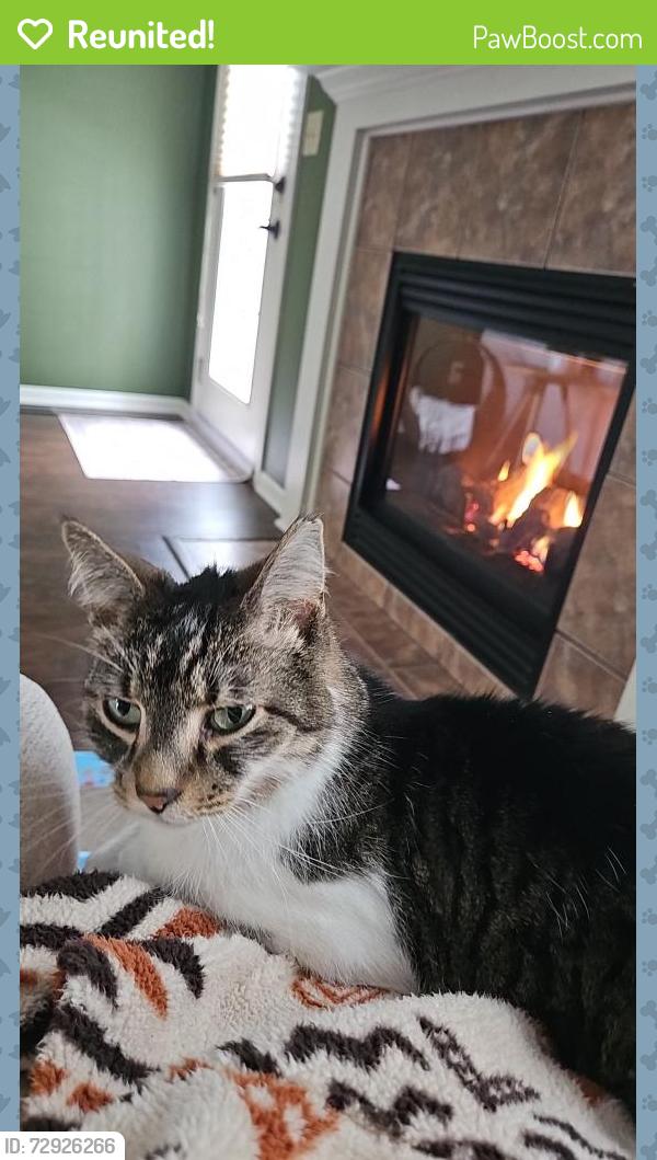 Reunited Male Cat last seen Near morgans run, Olmsted Falls, OH 44138