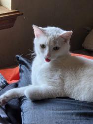Reunited Male Cat last seen Reno & out west t rl, Yukon, OK 73099