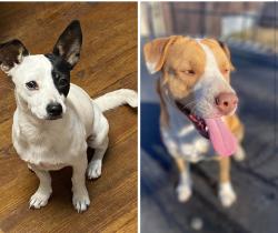 Reunited Male Dog last seen Lisa lane Mesquite tx, Mesquite, TX 75150
