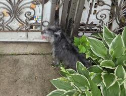 Lost Male Dog last seen Medinah St and Spruce Ave, Bensenville IL, Bensenville, IL 60106