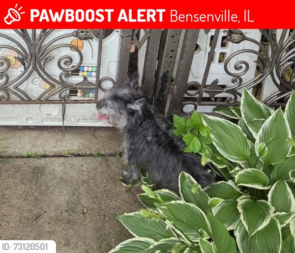 Lost Male Dog last seen Medinah St and Spruce Ave, Bensenville IL, Bensenville, IL 60106