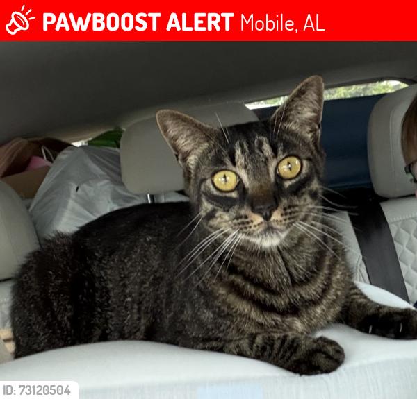 Lost Male Cat last seen Creek Bend Ct, Mobile, AL 36695