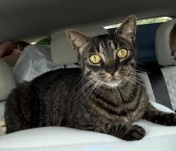 Lost Male Cat last seen Creek Bend Ct, Mobile, AL 36695