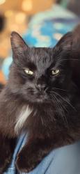 Lost Male Cat last seen Farm 12, Puyallup, WA 98372