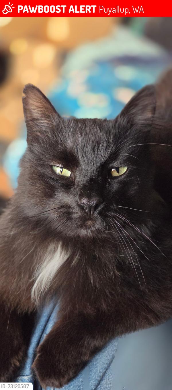 Lost Male Cat last seen Farm 12, Puyallup, WA 98372