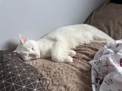 Reunited Male Cat last seen Normandy St, Oshawa, ON L1H 3E2