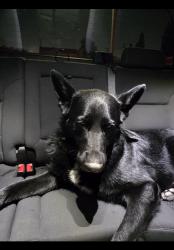 Reunited Male Dog last seen Near Longworth Ave, Lakewood, CA 90715, USA, Lakewood, CA 90715