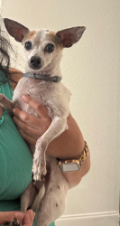 Reunited Male Dog last seen Near Butte Creek Rd, Houston, TX 77090, USA, Houston, TX 77090