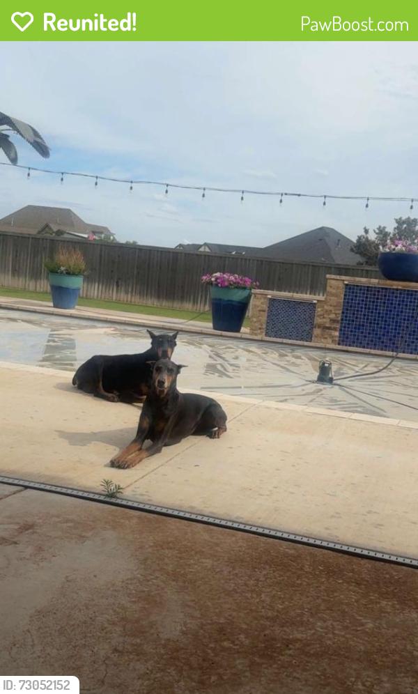 Reunited Female Dog last seen Near and 2641, Shallowater, TX 79363