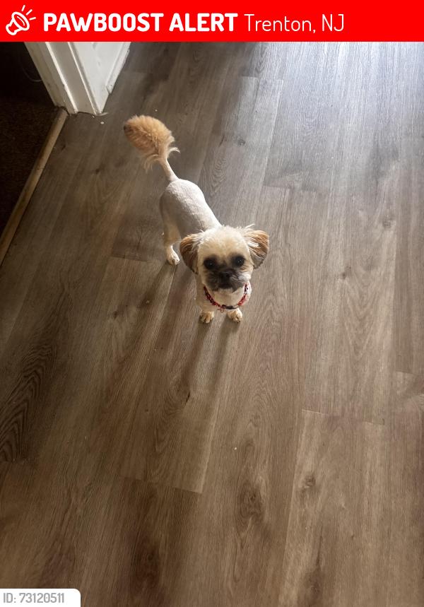 Lost Male Dog last seen Rush crossing, Trenton, NJ 08609