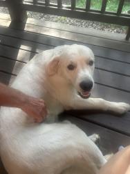 Reunited Male Dog last seen Gibbs Dr/River ests Road, Fannin County, GA 30559