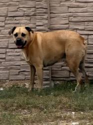 Reunited Male Dog last seen Lyndale, Odessa, TX 79762