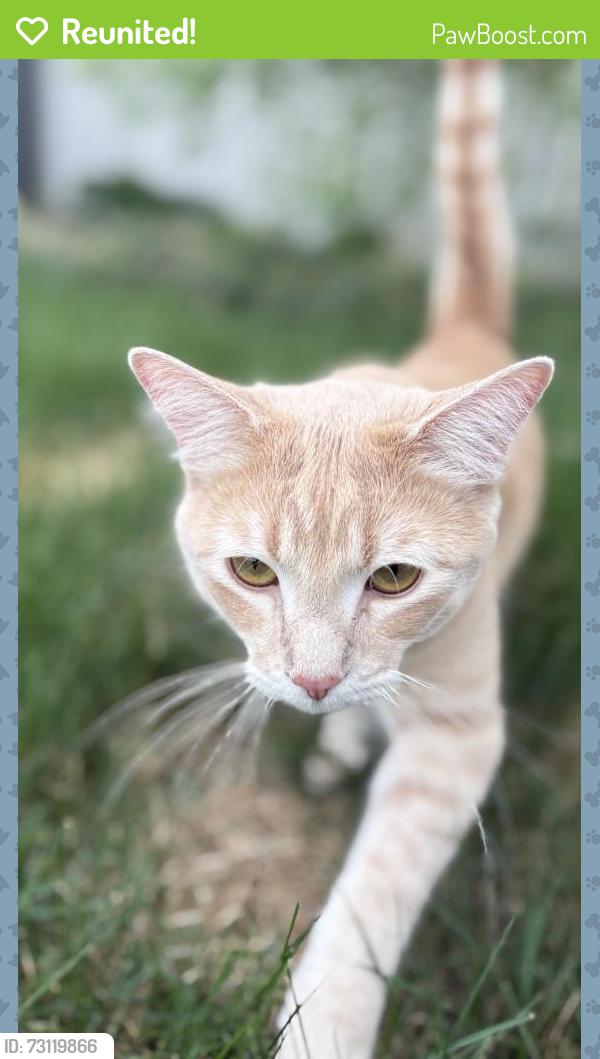 Reunited Male Cat last seen Pollard Meadows, Edmonton, AB T6L 2T8