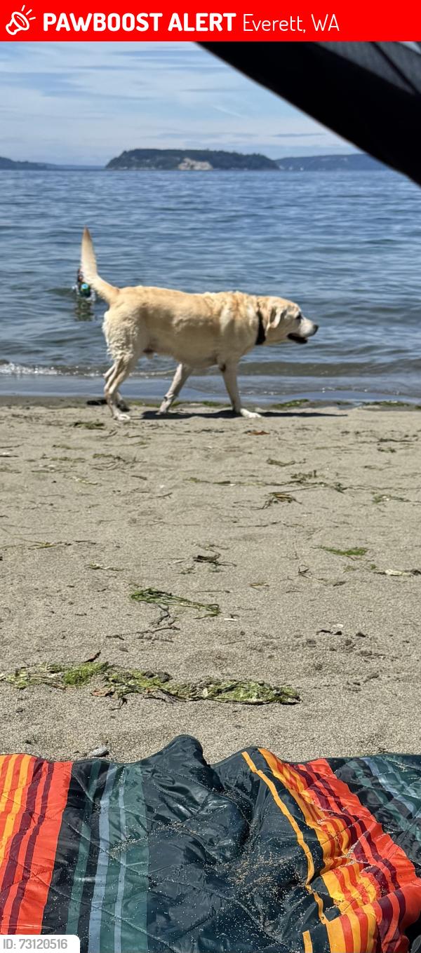 Lost Male Dog last seen Everett Ave and Virginia, Everett, WA 98201
