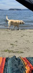 Lost Male Dog last seen Everett Ave and Virginia, Everett, WA 98201