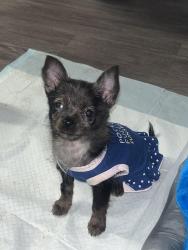 Lost Female Dog last seen 6th and Berks, Philadelphia, PA 19122