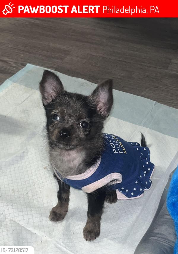 Lost Female Dog last seen 6th and Berks, Philadelphia, PA 19122