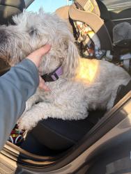 Reunited Female Dog last seen E first ave & n little river st - Aurora, Aurora, CO 80018
