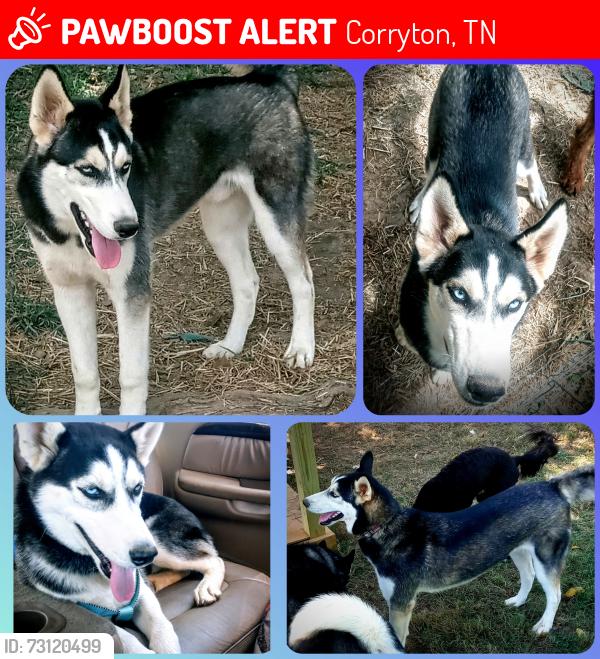 Lost Male Dog last seen Near e Emory rd, Corryton, TN 37721
