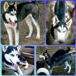 Lost Male Dog last seen Near e Emory rd, Corryton, TN 37721