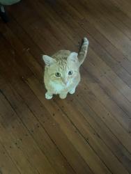 Reunited Male Cat last seen Concolor Avenue/Converse Avenue, Newton, MA 02458