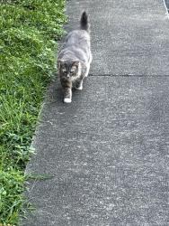 Found/Stray Unknown Cat last seen Church playground, Durham, NC 27705