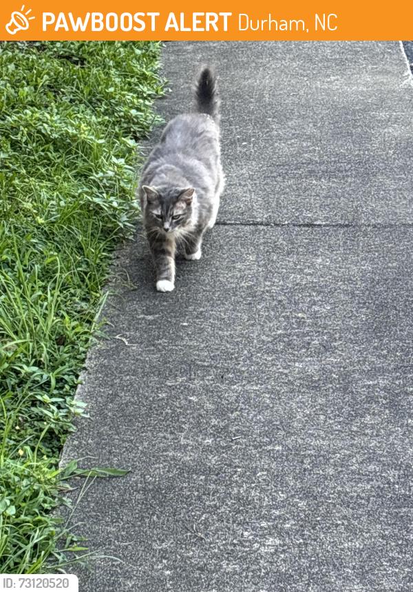 Found/Stray Unknown Cat last seen Church playground, Durham, NC 27705