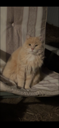 Lost Female Dog last seen St Margaret lane, O'Fallon, MO 63366