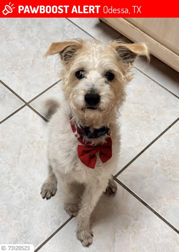Lost Male Dog last seen Alleghaney Ave, Odessa, TX 79761