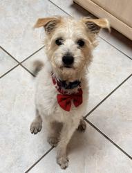 Lost Male Dog last seen Alleghaney Ave, Odessa, TX 79761