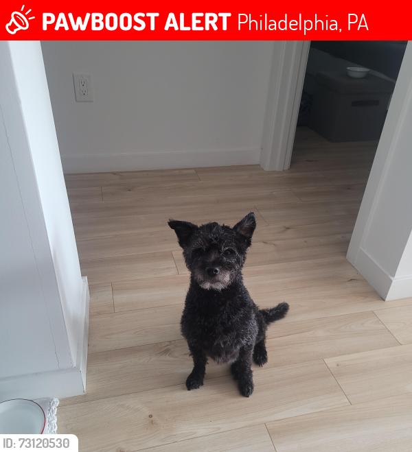 Lost Male Dog last seen In east fairmount park, Philadelphia, PA 19121