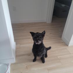 Lost Male Dog last seen In east fairmount park, Philadelphia, PA 19121