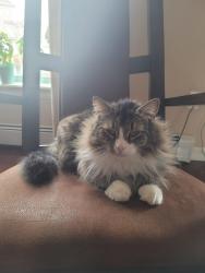 Reunited Male Cat last seen Burden dr, Beaver Bank, NS B4E 3J4